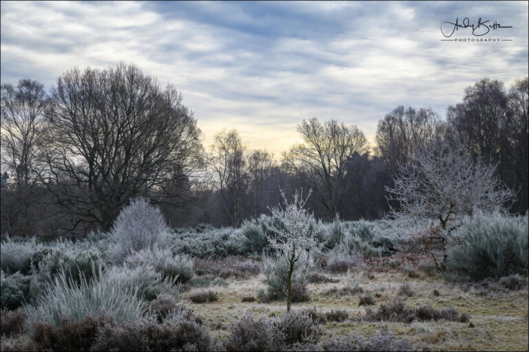 An image of heathland on a frosty morning