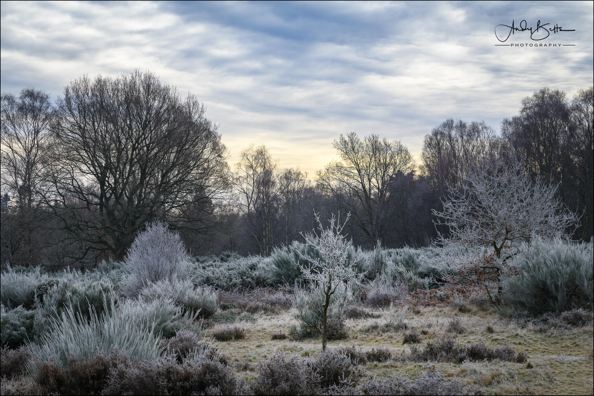 An image of heathland on a frosty morning
