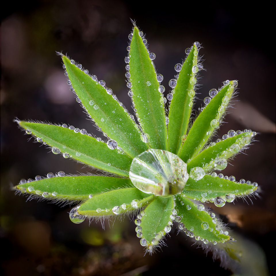 Lupin bud covered in water droplets. D850 Focus shift shooting example.