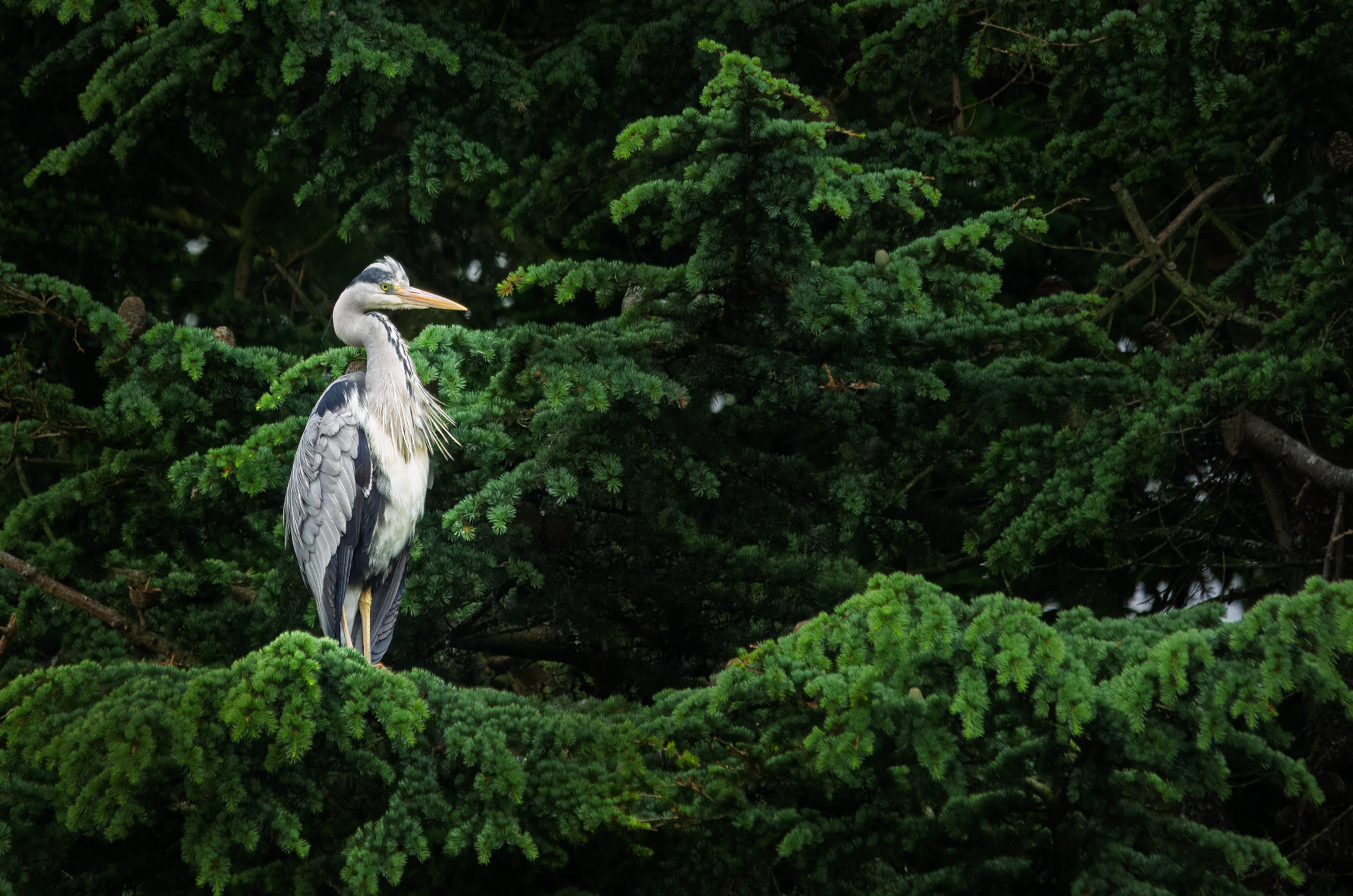 Project52 Week 8 Image